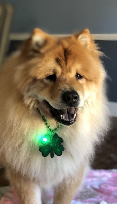 Zorro