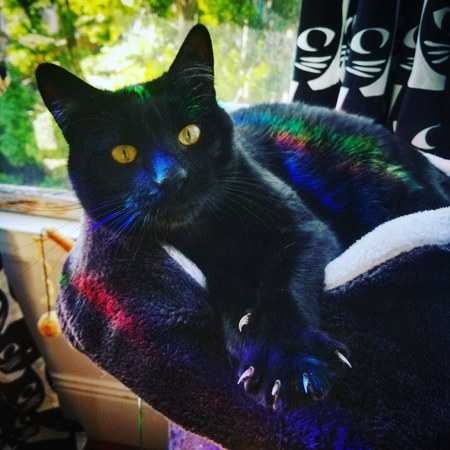 Panther 