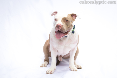 Samson