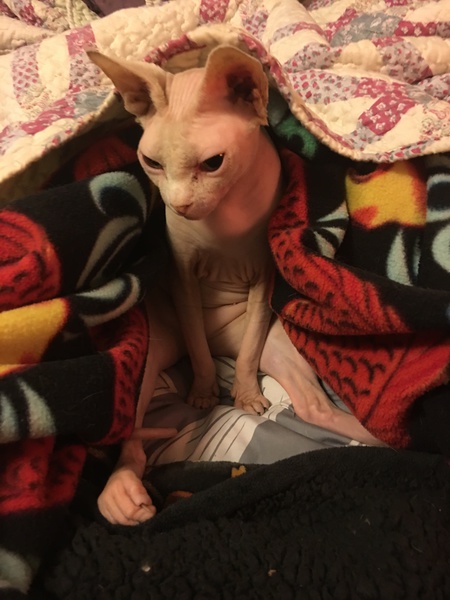 Cleopatra