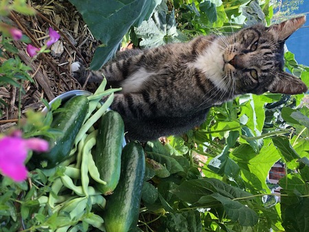 Buddy the Backyard Cat