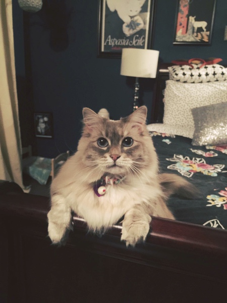 Arya