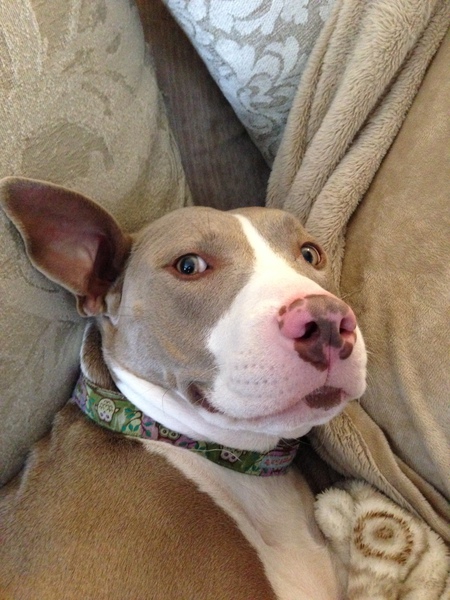 Daisy