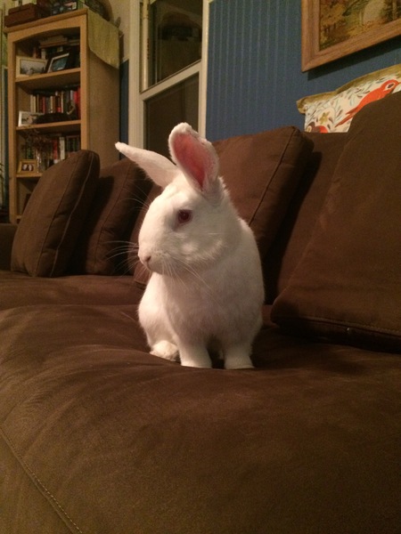 Chickpea