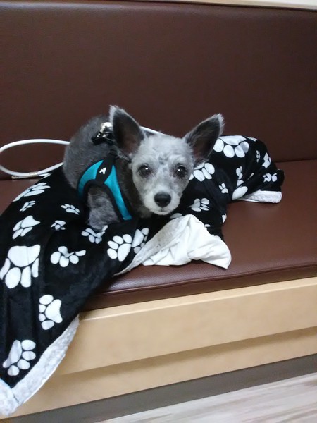 Roxie