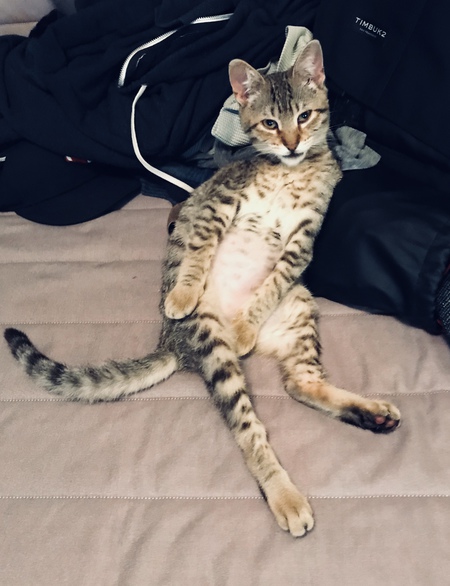 Maude