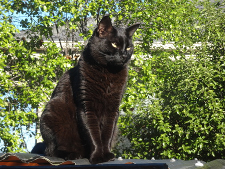 Jet