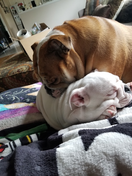 Moe and Mootzie