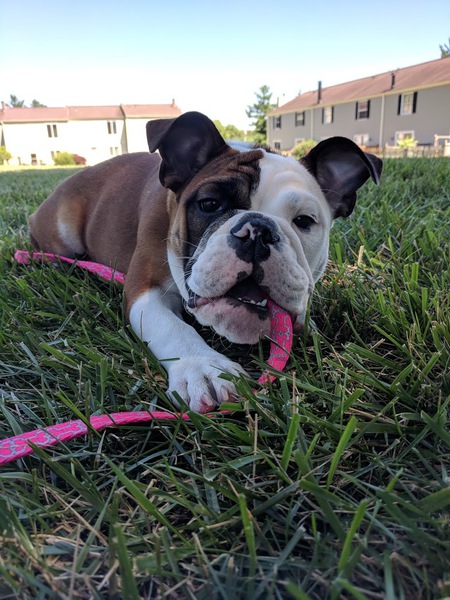 Tonka Lucille Wells