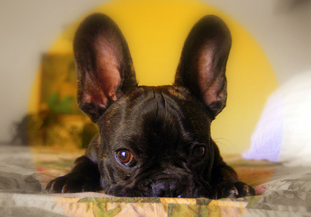 Dexter