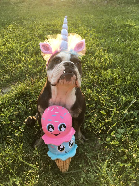 Lolli