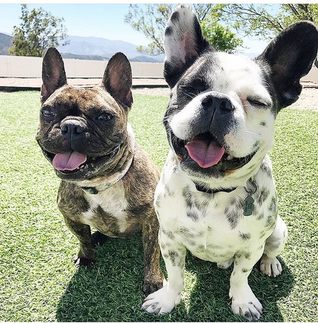 Pax n Piper {Best Furiends 4Ever}