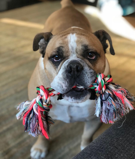 Dexter