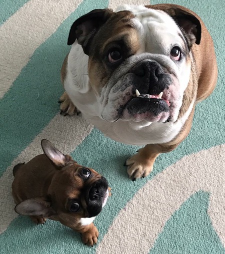 Violet & Ollie