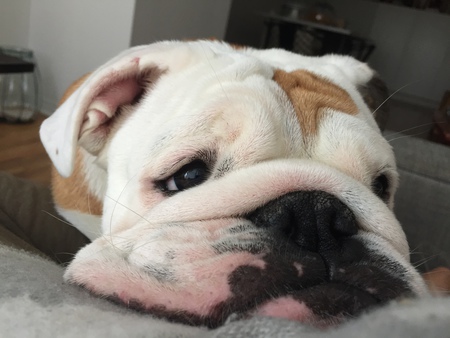 Archie 