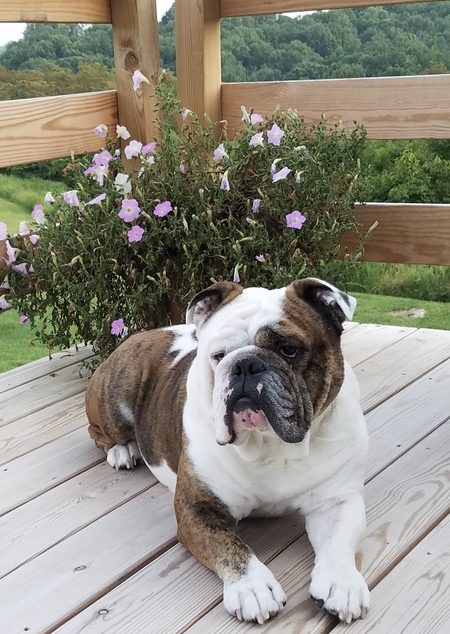 Petey