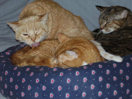 Amber, Greta and Bernie