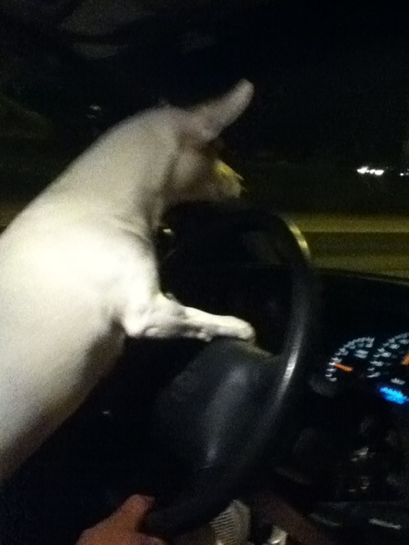 Ginger racing to the pet store
