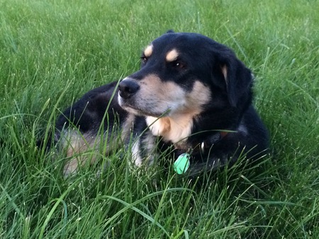 Ronan
