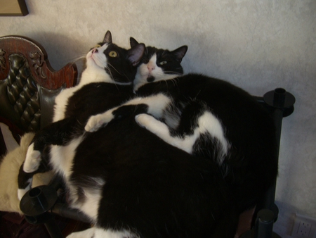Scamp & Rascal