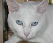 Miss Katsy