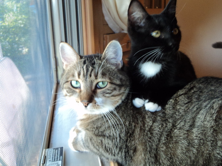 Yonchie and Francis