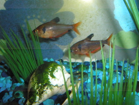 Fishies