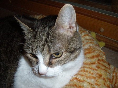 Cassidy