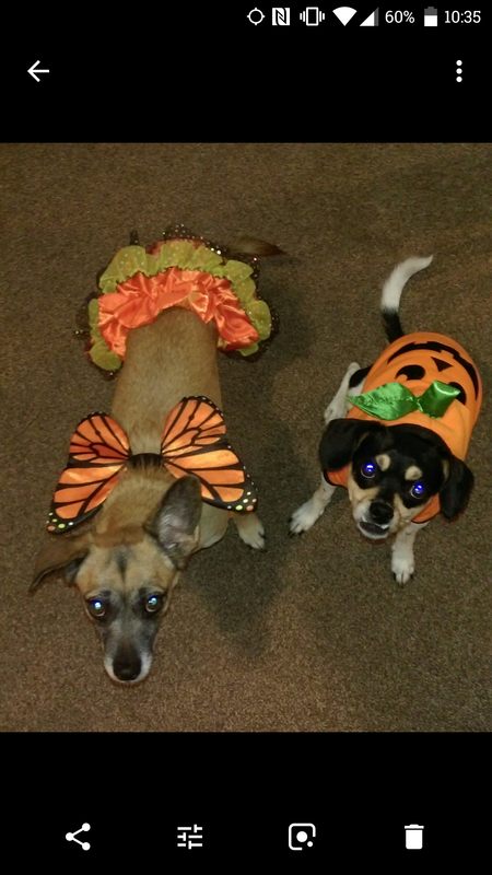 Kahlua  (left) Domino (right)