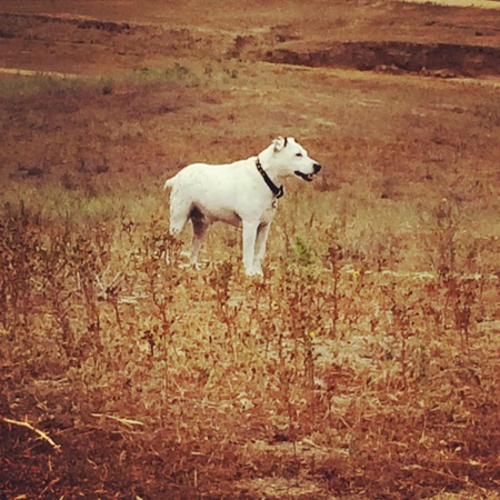 Jake