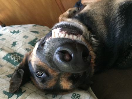 Hazel
