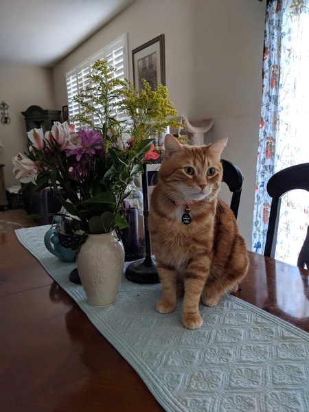 Cosmo