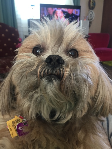 Monkey
