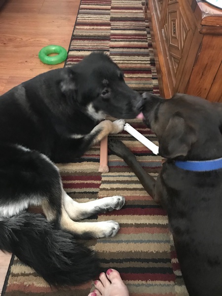 Macy and Roscoe 
