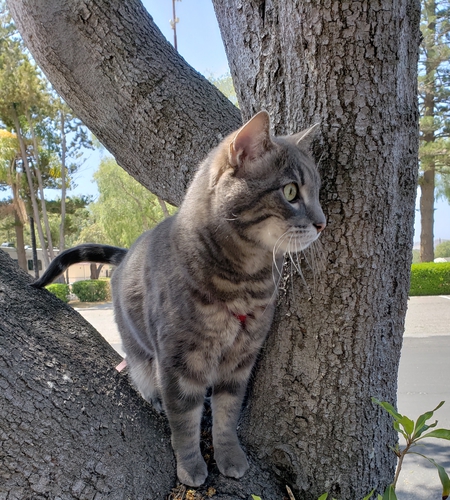 Bo