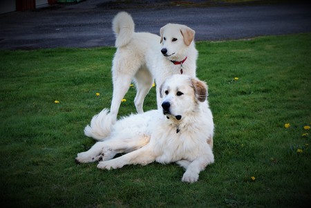 Colette & Everest