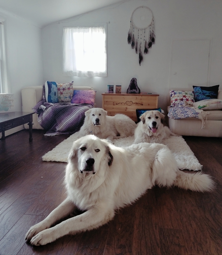 Wampa, Arlo and Annabelle 