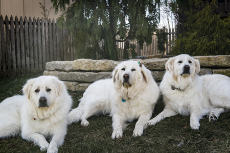 The Pyrls: Aspen, Shasta & McKinley