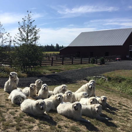 Pyr Bliss Farm Dogs