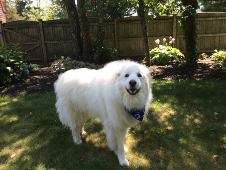 SAMPSON
