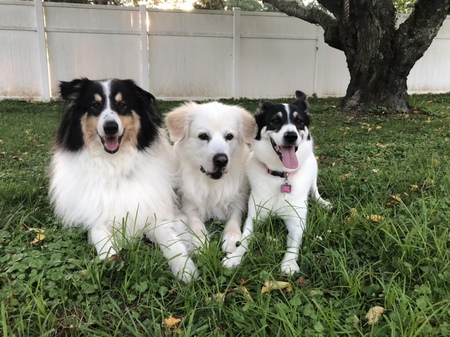 Enzo, Leo, & Gypsy