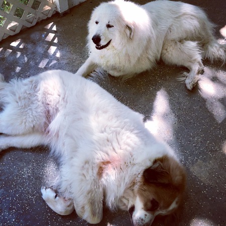 Samson(front) and Delilah(rear) relax in the dog days of August