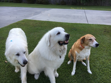 Rufus,Ace and Ginger