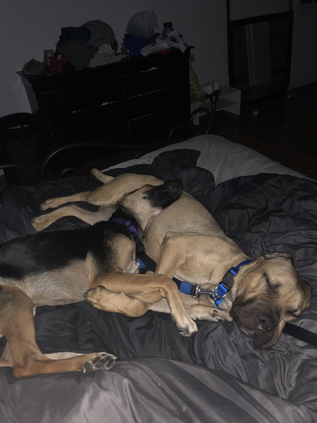 LuLu & Bane