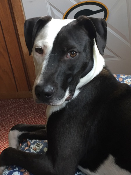 Rascal