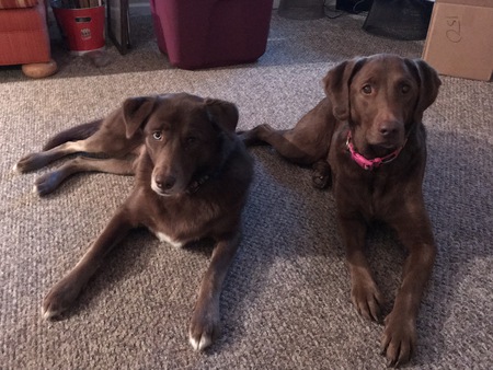 Luna and Bella