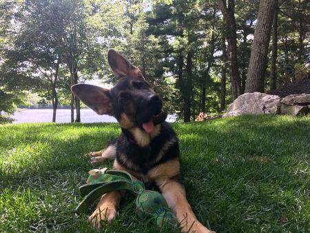 Rebel