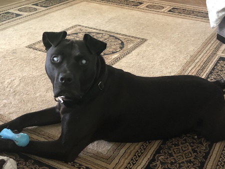 Ringo
