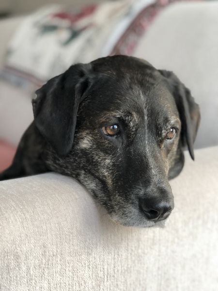 Maxwell