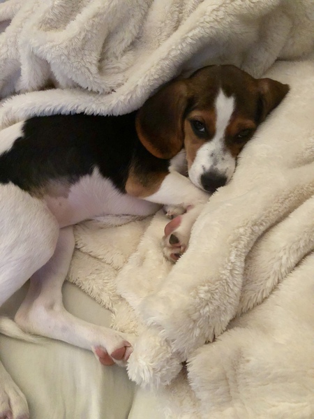 Penny